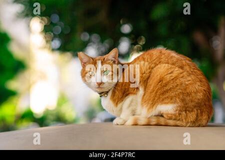 A cat with a yellow eye and a green eye Stock Photo