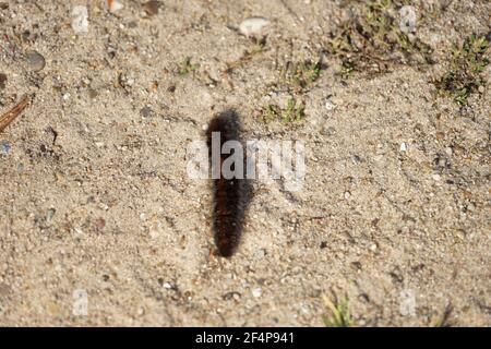 little hairy black caterpillar on sandy ground in the sun Stock Photo