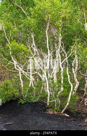 White birch trees on the dark lava soil of Mount Etna volcano, Italy Stock Photo