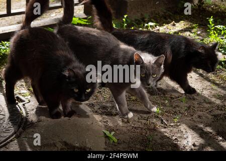 Three stray shorthair cats, two black and one gray, on the street in the summer in the sunlight, move synchronously Stock Photo