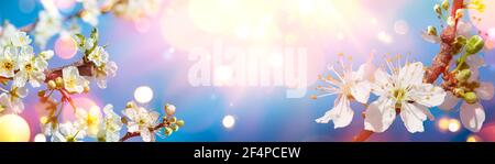 Abstract Spring - White Blossoming Branch With Sunlight And Blue Sky Stock Photo