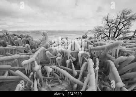 Trees Encased In Ice in Lake Erie Winter Storm Stock Photo