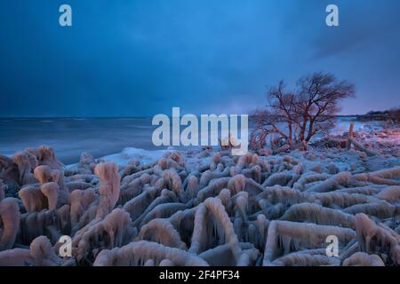 Trees Encased In Ice in Lake Erie Winter Storm Stock Photo