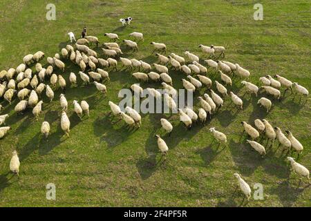 Aerial view of flock of sheep on pasture Stock Photo