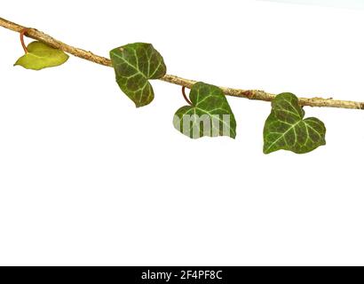 Single twig of completely white ivy leaves among normal bi-colored