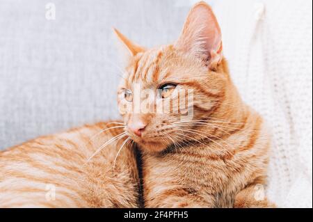 Ginger cat is laying on sofa Stock Photo