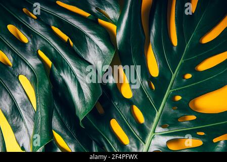 Tropical monstera leaves on yellow Stock Photo