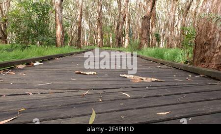 A timber walkway through a melaleuca wetlands forest Stock Photo