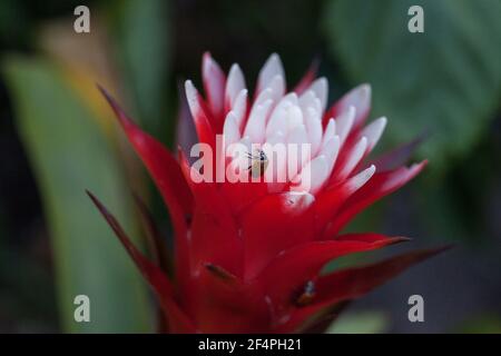 Red and white bromeliad flower with a Convergent lady beetle also called the ladybug Hippodamia convergens Stock Photo