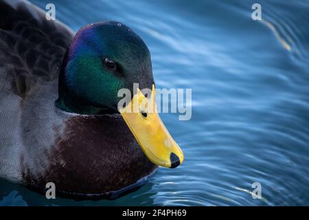 Adult male mallard (Anas platyrhynchos) swimming in a park lake. Stock Photo