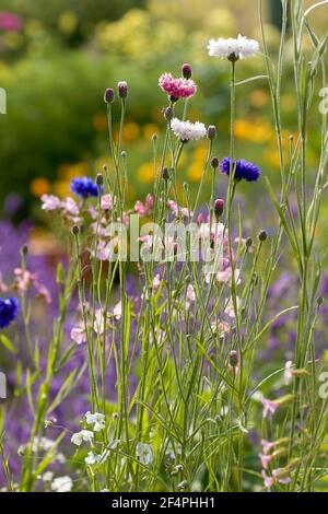 Close-up of pretty cottage-style summer garden border with cornflowers. Stock Photo