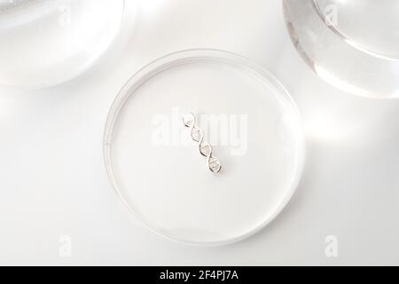DNA testing, lab experiment and genetic research concept theme with a double helix molecule in a petri dish isolated on white background Stock Photo