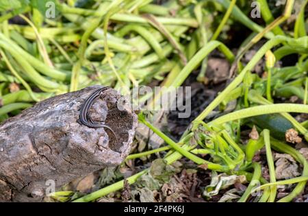 A decaying tree branch became the favorite resting place in this Missouri garden for a common five lined skink lizard. Bokeh effect. Stock Photo