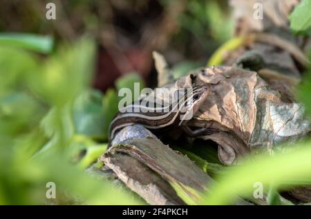 A nice bokeh effect draws attention to the juvenile five lined skink that stands motionless in a Missouri backyard garden. Stock Photo