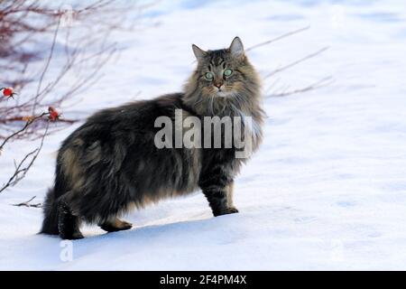 A pretty, young Norwegian forest cat in the snow Stock Photo