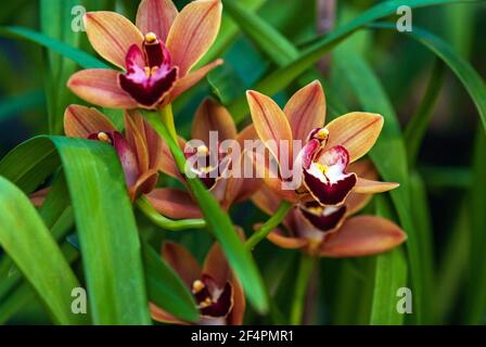 Cymbidium Burgundian Chateau orchid - orange brown orchid flowers, closeup Stock Photo