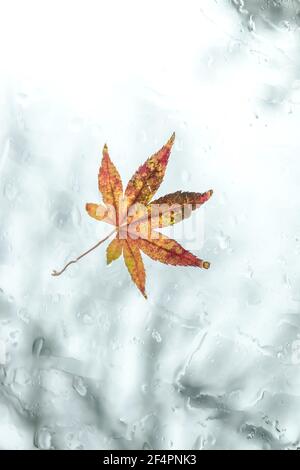 Japanese maple leaf on wet rainy window in fall or winter - Acer palmatum Stock Photo