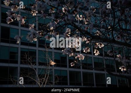 Washington, USA. 22nd Mar, 2021. A plastic bag caught in a tree blows in the wind near blossoming trees just after the Spring equinox, in Washington, DC, on Monday, March 22, 2021, amid the coronavirus pandemic. With nearly 550,000 confirmed deaths to COVID-19 in America, vaccination rates are going up and nearly 25% of Americans have received at least one dose of a vaccine. (Graeme Sloan/Sipa USA) Credit: Sipa USA/Alamy Live News Stock Photo