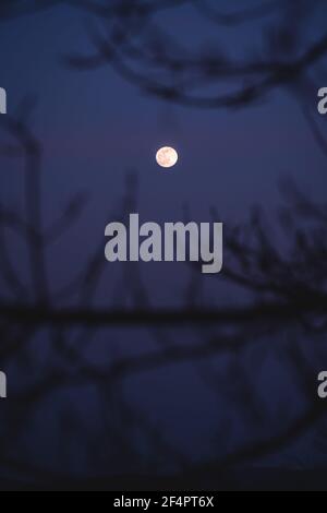 Full moon behind leafless blurred branches with blue purple cloudless sky Stock Photo