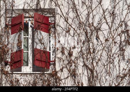 Half open traditional window shutters of a guesthouse with red white Austrian flag at wall rambeled with leafless ivy Stock Photo