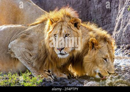 Two male African Lions (Panthera leo) in the Masai Mara, Kenya, quenching their thirst after feeding on a wildebeest. Stock Photo