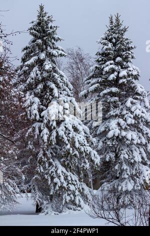 Full frame abstract texture view of heavy deep snowfall accumulated on evergreen trees following a winter blizzard Stock Photo