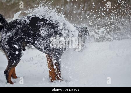 The dog shakes off the snow. A young male fell out in the snow during a morning walk. Grown up Rottweiler puppy. 11 month old puppy. Active physical p Stock Photo