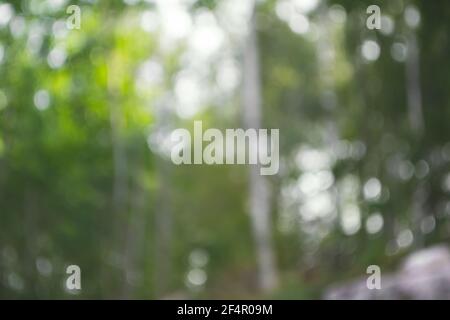 Natural blurred background. Green forest image defocused Stock Photo