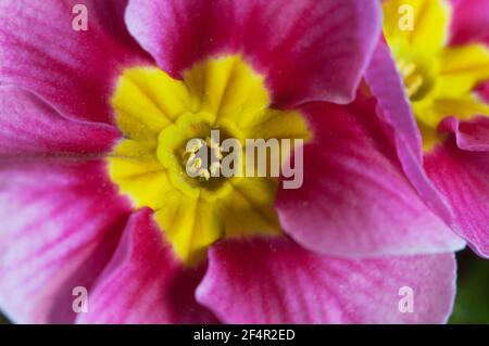 Common primrose flowers, close up shot, local focus