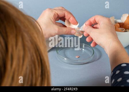Women hands removing eggshell membrane. Zero waste cosmetics. DIY Collagen from eggshell membranes. Close up. Stock Photo