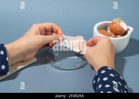 Women hands removing eggshell membrane. Zero waste cosmetics. DIY Collagen from eggshell membranes. Close up. Stock Photo