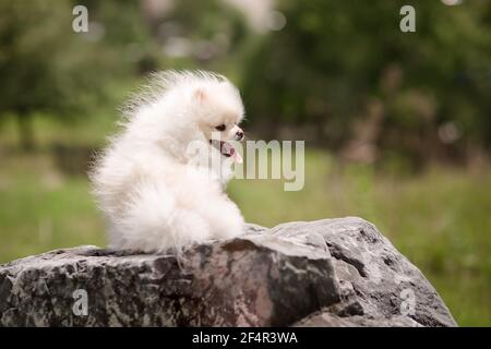 Image of pomeranian spitz in the garden. Cute white little dog outdoor. Stock Photo