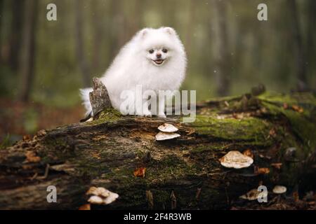 Image of pomeranian spitz in the garden. Cute white little dog outdoor. Stock Photo