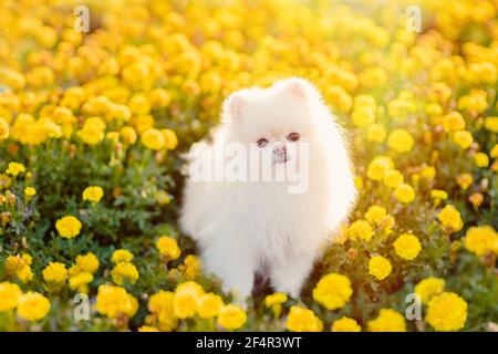 Image of pomeranian spitz in the garden. Cute white little dog outdoor.