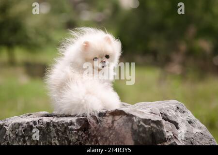 Image of pomeranian spitz in the garden. Cute white little dog outdoor. Stock Photo