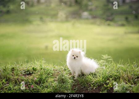 Image of pomeranian spitz in the garden. Cute white little dog outdoor. Stock Photo