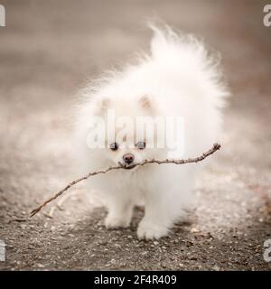 Image of pomeranian spitz in the garden. Cute white little dog outdoor. Stock Photo