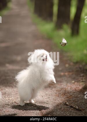 Image of pomeranian spitz in the garden. Cute white little dog outdoor. Stock Photo