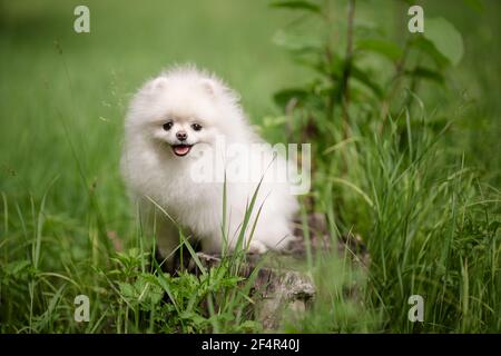 Image of pomeranian spitz in the garden. Cute white little dog outdoor. Stock Photo