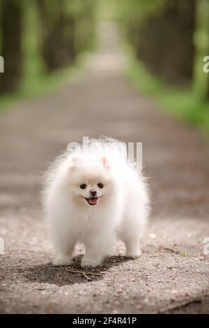 Image of pomeranian spitz in the garden. Cute white little dog outdoor. Stock Photo