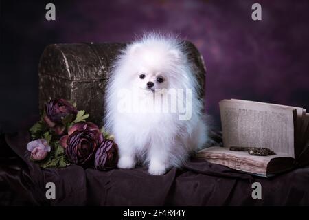 Small fluffy pomeranian standing on a table with violet background Stock Photo