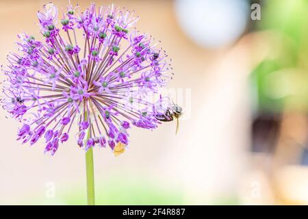 A bee collects nectar from a beautiful wild onion flower allium stipitatum in the summer afternoon Stock Photo