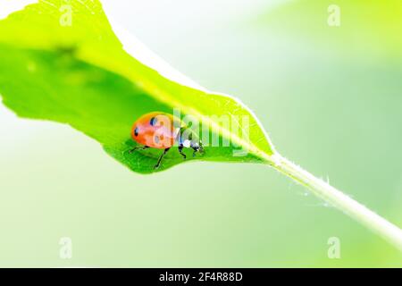 Beautiful red ladybug sits on a green leaf in summer. Close-up photo with place for text Stock Photo