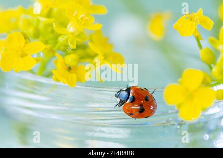 Macro photo of a red little beautiful ladybug sitting on a yellow wild flower Stock Photo
