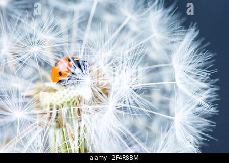 Macro photo of a small red beautiful ladybug sitting on a white fluffy dandelion against a dark background Stock Photo