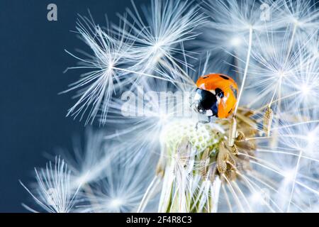 Macro photo of a small red beautiful ladybug sitting on a white fluffy dandelion against a dark background Stock Photo