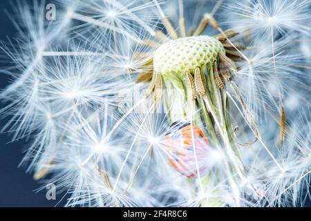 Macro photo of a small red beautiful ladybug sitting on a white fluffy dandelion against a dark background Stock Photo