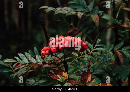 Red rowan berries in raindrops on branches in the autumn forest. Beauty of nature. Dark natural background. Stock Photo