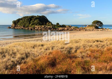 Mount Maunganui beach, New Zealand. Golden-colored sand grasses grow in the dunes. In the background is Matariki Island Stock Photo