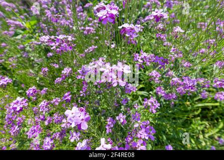 Arabis blepharophylla flowers or rock cress, common coast rock cress or rose rock cress. Arabis Spring Charm blossom. Power flowers pink background. Stock Photo